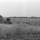 Archiv der Region Hannover, ARH NL Dierssen 1394/0001, Kühe auf der Weide, Stotel