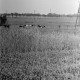 Archiv der Region Hannover, ARH NL Dierssen 1394/0002, Kühe auf der Weide, Stotel