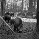 ARH NL Dierssen 1399/0024, Wildschweine, Altenhagen