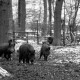 ARH NL Dierssen 1399/0028, Wildschweine, Altenhagen