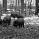 ARH NL Dierssen 1399/0030, Wildschweine, Altenhagen