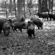 ARH NL Dierssen 1399/0031, Wildschweine, Altenhagen