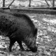 ARH NL Dierssen 1400/0003, Wildschweine, Altenhagen