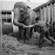 ARH NL Dierssen 1489/0004, Elefantengeburt im Zoo Hannover