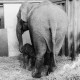 ARH NL Dierssen 1490/0009, Elefanten-Jungtier im Zoo Hannover