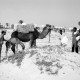 ARH NL Dierssen 1521/0022, Kamele am Strand, Djerba