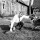 ARH NL Dierssen 1572/0005, Landwirtschaftsminister Wilfried Hasselmann mit zwei Hunden, Nienhof