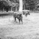 Archiv der Region Hannover, ARH NL Dierssen G 157, Im Wisentgehege, Springe