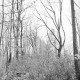 Archiv der Region Hannover, ARH NL Dierssen G 188, "Dschungel" im Volkspark, Springe