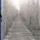 ARH NL Kageler 259, 1. Weltkrieg, Rutenweg im Waldlager, Bois de Rayi, Frankreich