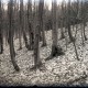 ARH NL Kageler 786, Talbildung durch Erosion, Bäume auf rutschendem Hang, Gehrdener Berg