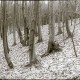 ARH NL Kageler 1294, Talbildung durch Erosion, Bäume auf rutschendem Hang, Gehrdener Berg