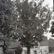 Archiv der Region Hannover, ARH NL Kageler 2385, Friedenseiche, Rethen