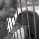 Archiv der Region Hannover, ARH NL Koberg 12005, Walross im Zoo Hannover