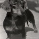 Archiv der Region Hannover, ARH NL Koberg 12100, Hundeausstellung, Hannover