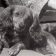 Archiv der Region Hannover, ARH NL Koberg 12102, Hundeausstellung, Hannover