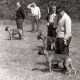 ARH NL Koberg 12114, Hundeausstellung, Hannover