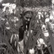 Archiv der Region Hannover, ARH NL Koberg 4916, Frau in einem Feld von Blumen