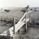 ARH NL Koberg 5491, Mann auf einer Brücke vor weidenden Kühen, Insel Neuwerk