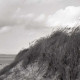 ARH NL Koberg 5586, Düne mit Strandhafer, Insel Neuwerk