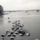 Archiv der Region Hannover, ARH NL Koberg 6634, Leinehochwasser