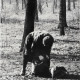 Archiv der Region Hannover, ARH NL Koberg 902, Letzte Holzreste werden in den Wäldern (Eilenriede) im Winter 1945/1946 zusammengesucht, Hannover