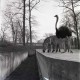 Archiv der Region Hannover, ARH NL Koberg 980, Strauß und Zebras im Zoo, Hannover