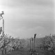 Archiv der Region Hannover, ARH NL Mellin 01-009/0002, Frostschutzberegnung in einer Obstbaumplantage