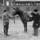 Archiv der Region Hannover, ARH NL Mellin 01-076/0004, Veterinär eines Gestüts beim Testen eines mobilen Diagnosegerätes mit der Blutabnahme an einem Pferd ?