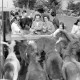 Archiv der Region Hannover, ARH NL Mellin 01-085/0025, Ponys