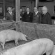 Archiv der Region Hannover, ARH NL Mellin 01-098/0005, Schweinestall