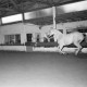 Archiv der Region Hannover, ARH NL Mellin 01-129/0007, Pferd in einer Reithalle