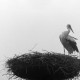 ARH NL Mellin 01-131/0010, Storch im Nest