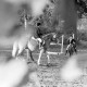 Archiv der Region Hannover, ARH NL Mellin 01-135/0017, Reiterinnen bei Sprungübungen durch Blätter hindurch fotografiert
