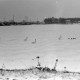 Archiv der Region Hannover, ARH NL Mellin 01-137/0022, Schwäne auf einem zugefrorenen See