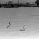 Archiv der Region Hannover, ARH NL Mellin 01-137/0023, Schwäne auf einem zugefrorenen See