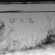 Archiv der Region Hannover, ARH NL Mellin 01-138/0003, Schwäne auf einem zugefrorenen See