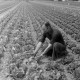 ARH NL Mellin 01-155/0010, Bauer auf einem Salatfeld?