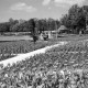 Archiv der Region Hannover, ARH NL Mellin 01-189/0003, Tulpenbeete im Bürgergarten, Hameln