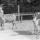 ARH NL Mellin 02-020/0003, Zebras im Zoo