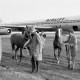 Archiv der Region Hannover, ARH NL Mellin 02-077/0017, Männer führen zwei Pferde vor einem Flugzeug (Typ "Douglas DC-8") der Frachtfluggesellschaft "Airlift International" vorbei