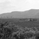 Archiv der Region Hannover, ARH NL Mellin 02-099/0005, Blick über Weinfelder auf Ober- und Unterloiben mit der Pfarrkirche Unterloiben