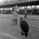 Archiv der Region Hannover, ARH NL Mellin 02-108/0007, Trainierter Steinadler auf einem Pfosten sitzend, im Hintergrund ein Fotograf und Publikum