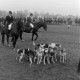 Archiv der Region Hannover, ARH NL Mellin 02-131/0002, Berittene Jagdgesellschaft mit Hundemeute (Beagle) auf einer Wiese versammelt