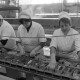 Archiv der Region Hannover, ARH NL Mellin 02-144/0003, Arbeiterinnen einer Fischfabrik