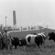 Archiv der Region Hannover, ARH NL Mellin 02-144/0006, Gruppe von Männern mit Kühen auf einer Weide vor einer Fabrik