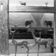 Archiv der Region Hannover, ARH NL Mellin 02-192/0002, Tierskulpturen in einem Wohnzimmer