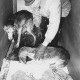 Stadtarchiv Neustadt a. Rbge., ARH Slg. Bartling 393, August Bolz mit zwei ausgemergelten Hunden in einer Transportbox