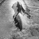 Stadtarchiv Neustadt a. Rbge., ARH Slg. Bartling 422, Aus dem Wasser aufspringendes Mädchen im Schwimmerbecken des Hallenbades