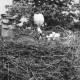 ARH Slg. Bartling 577, Storch bei der Fütterung der Jungen im Nest